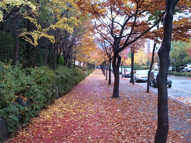 �����ֺ��ü� - �ֺ�����